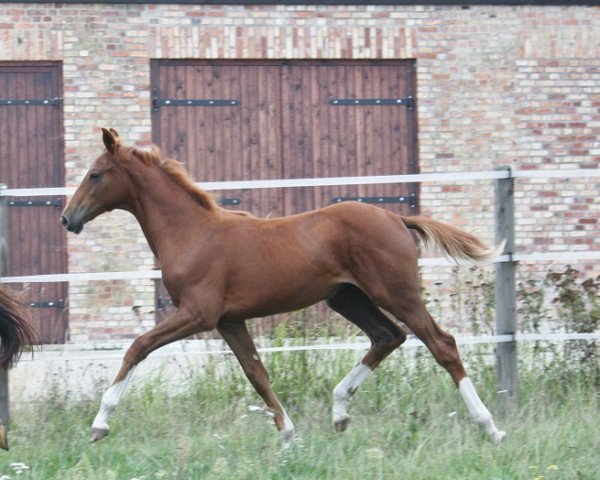 Springpferd Fohlen von Baloubrie (Mecklenburger, 2013, von Baloubrie)