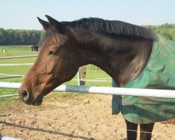 horse Lollypop de Luxe (Bavarian,  , from Lanciano)