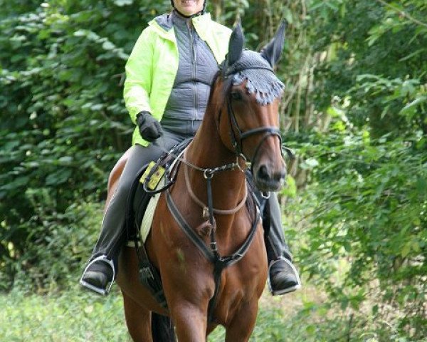 horse Unns Ratina (KWPN (Royal Dutch Sporthorse), 2001, from Polydox)