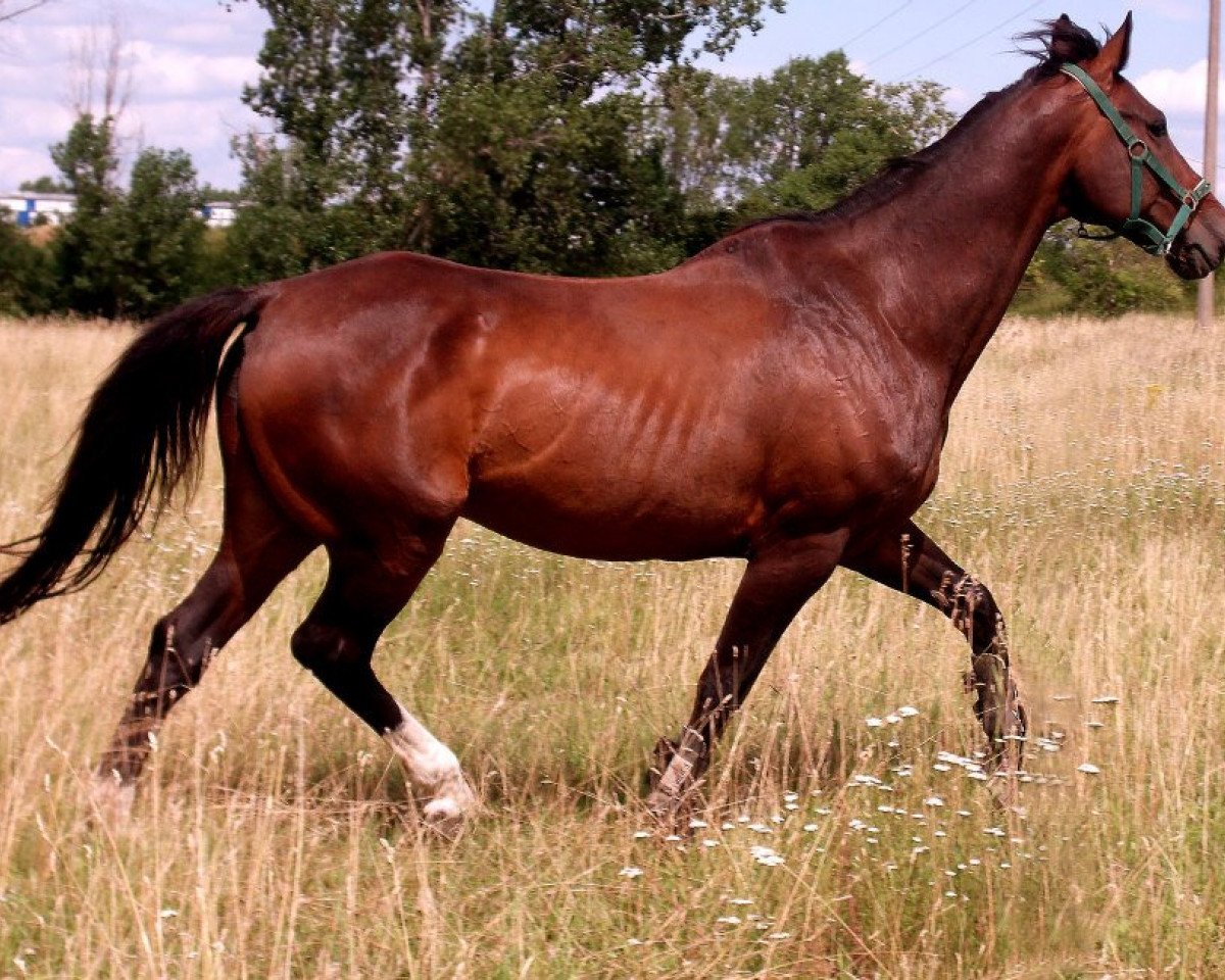 broodmare Cara Mia (Hessian Warmblood, 1994, from Cornell)