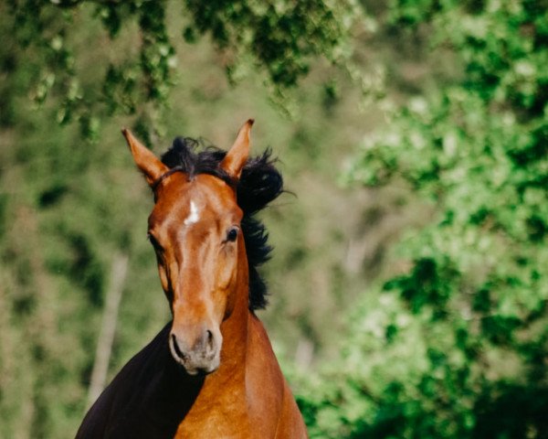 dressage horse D'Avinci (German Riding Pony, 2018, from D-Power AT)