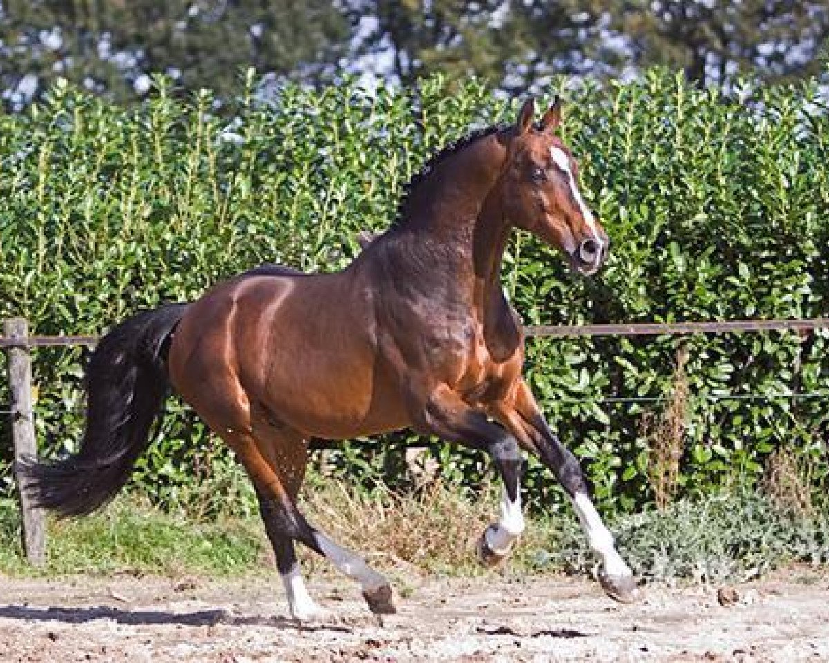 stallion Heartbreaker (KWPN (Royal Dutch Sporthorse), 1989, from Nimmerdor)