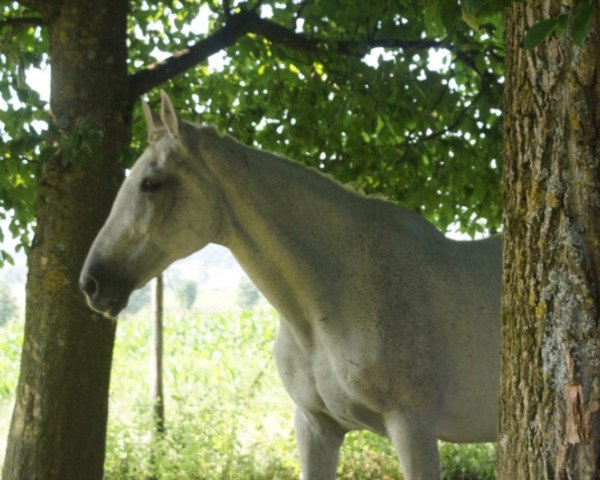 broodmare Copenhagen (Hanoverian, 1991, from Calypso II)