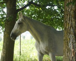 Pferd Copenhagen (Hannoveraner, 1991, von Calypso II)