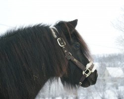 Pferd Bella Jane (Shetland Pony, 2015, von Prinz Piet)