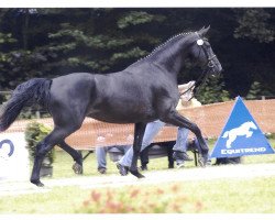 Zuchtstute Lady Leatherdal (Rheinländer, 2004, von Lord Loxley I)