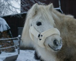 Zuchtstute Betti (Shetland Pony, 2001, von Karlos)