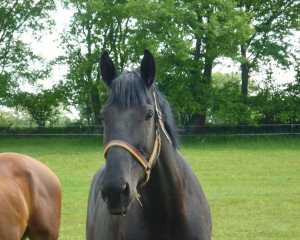 Pferd Heros (Oldenburger, 2007, von Liguster)