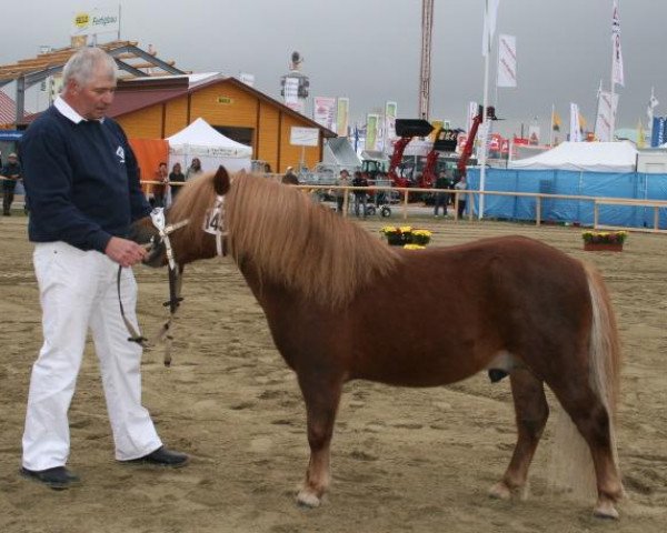 Deckhengst Goldtaler (Shetland Pony, 2003, von Georg)