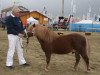 stallion Goldtaler (Shetland Pony, 2003, from Georg)