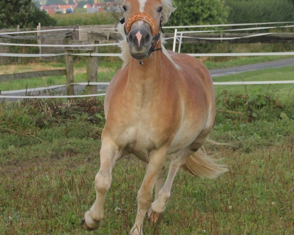 horse Bina (Haflinger, 2010, from Almbube)