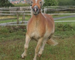 horse Bina (Haflinger, 2010, from Almbube)