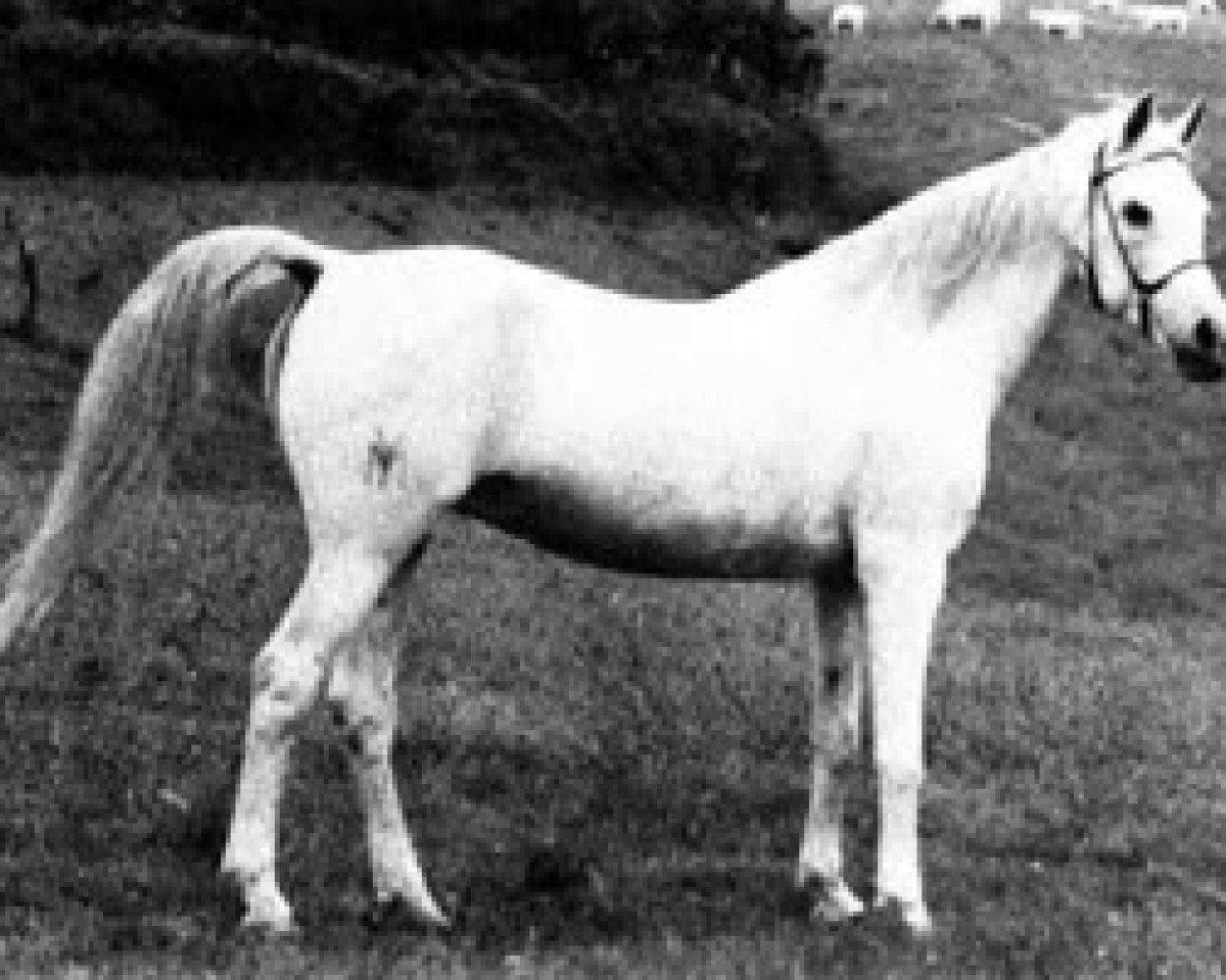 broodmare Teorica ox (Arabian purebred, 1955, from Barquillo ox)