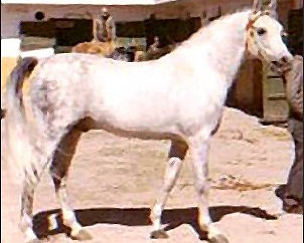 Deckhengst Jacio 1968 ox (Vollblutaraber, 1968, von Tabal ox)