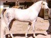 stallion Jacio 1968 ox (Arabian thoroughbred, 1968, from Tabal ox)
