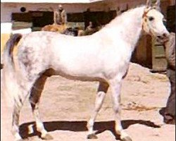 stallion Jacio 1968 ox (Arabian thoroughbred, 1968, from Tabal ox)