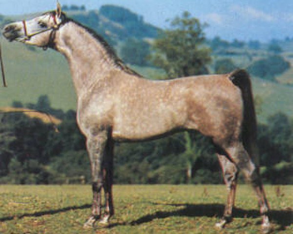 stallion Ghadames 1978 ox (Arabian thoroughbred, 1978, from Jacio 1968 ox)