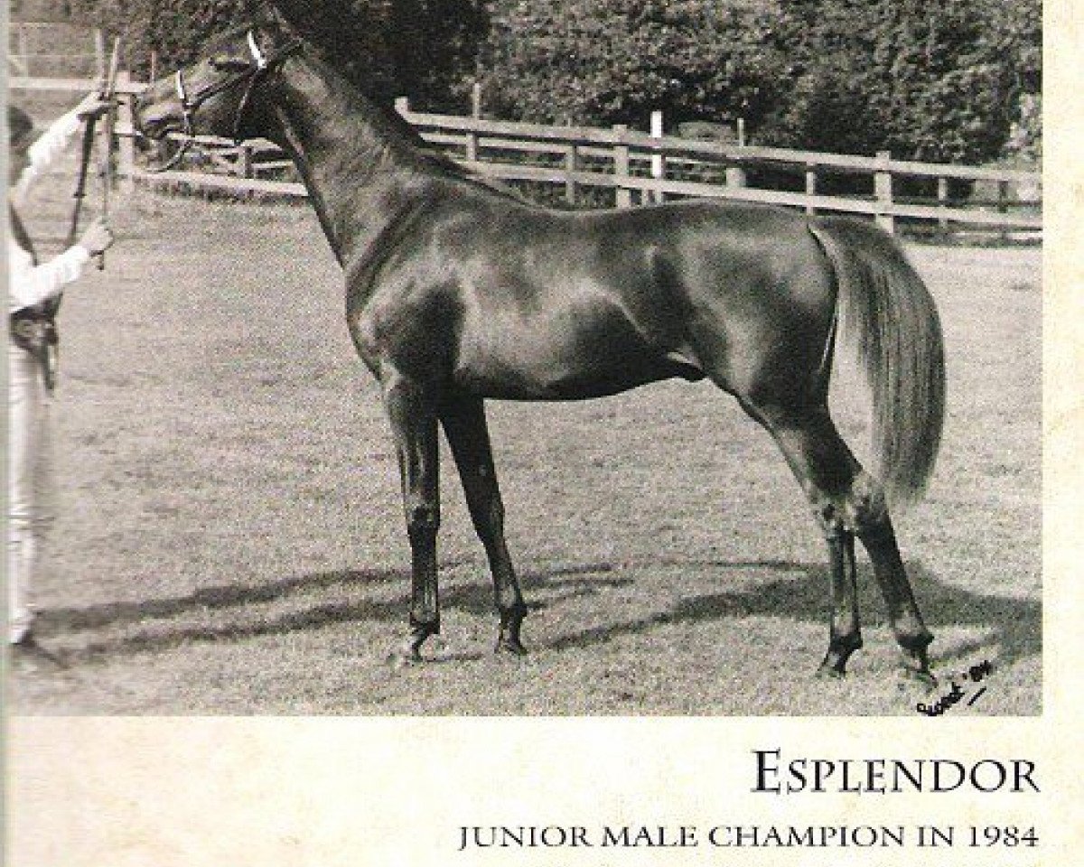 stallion Esplendor 1983 ox (Arabian purebred, 1983, from Ghadames 1978 ox)