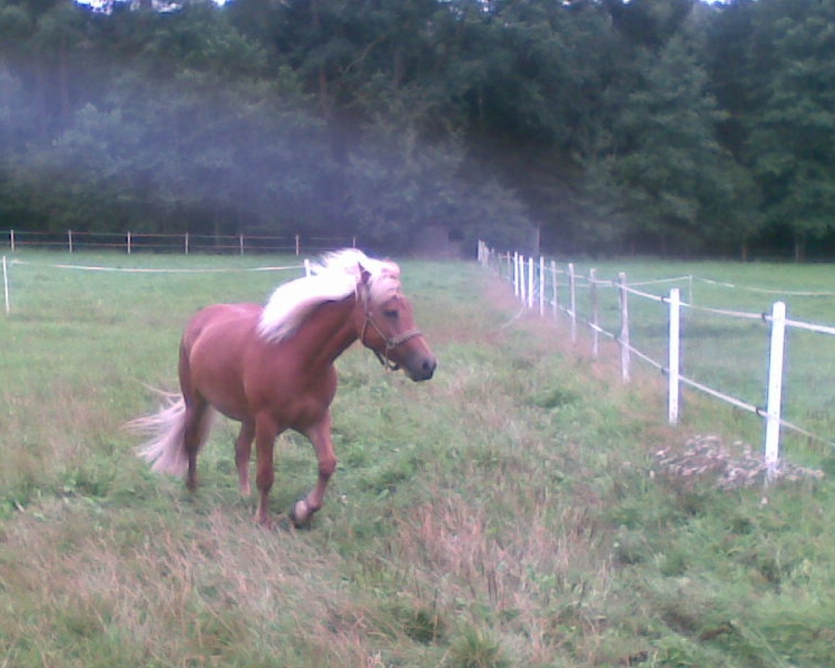 Pferd Madelief van de Fokkehoeve (Haflinger, 2001, von Musketier)