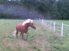 Pferd Madelief van de Fokkehoeve (Haflinger, 2001, von Musketier)