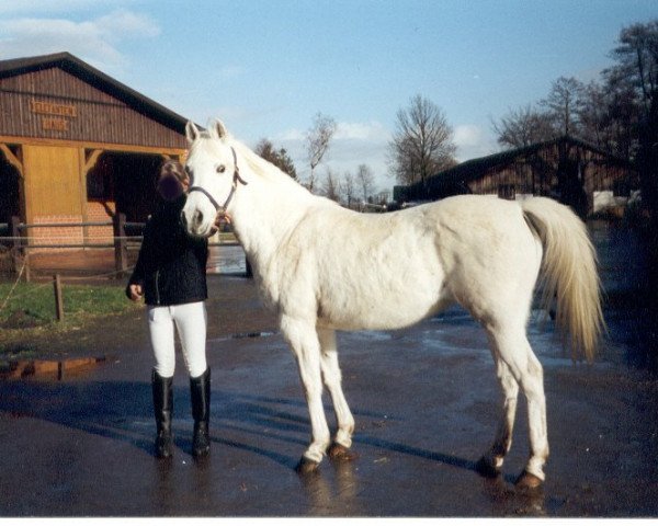 Zuchtstute Raissa ox (Araber, 1990, von Shagar ox)