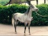 stallion Pamour ox (Arabian thoroughbred, 1993, from Pamir 1984 ox)