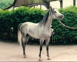 stallion Pamour ox (Arabian thoroughbred, 1993, from Pamir 1984 ox)