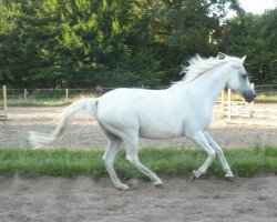 horse Ram Mohan Roy (Arabian, 1998, from Pamour ox)