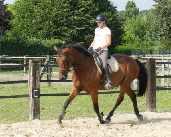 horse Lady Weissena (Oldenburg, 2007, from Glock's Lord of Loxley)