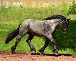 stallion Nimton (Rhenish-German Cold-Blood, 2018, from Newton)