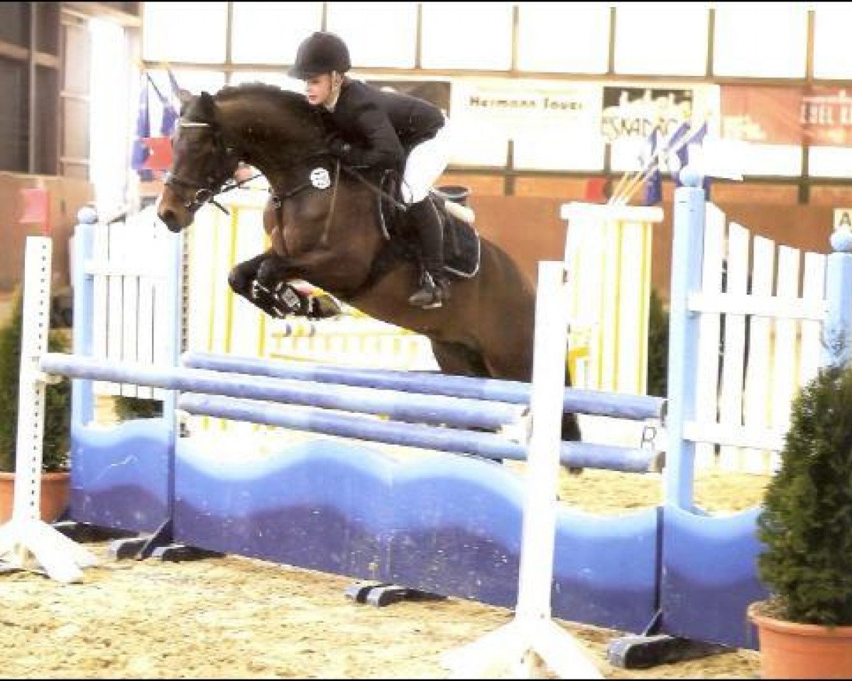 stallion For Next Generation (German Riding Pony, 2006, from For Kids Only)
