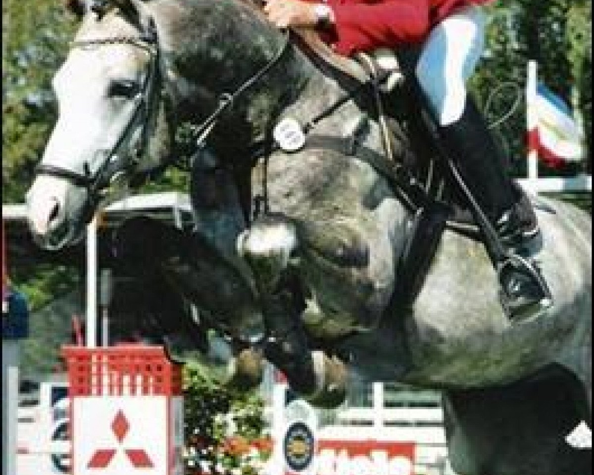 Deckhengst Acorado's Ass (Hannoveraner, 1999, von Acorado I)