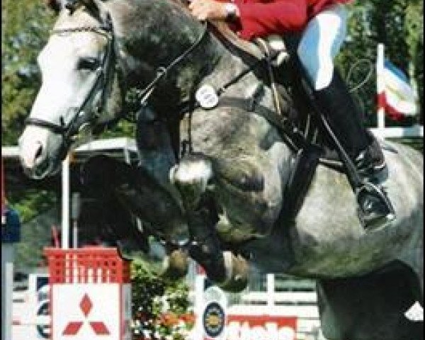 stallion Acorado's Ass (Hanoverian, 1999, from Acorado I)