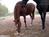 horse Calvin (German Riding Pony, 1994, from Colorado)