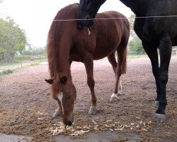 Pferd Calvin (Deutsches Reitpony, 1994, von Colorado)