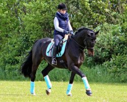 dressage horse Vitalia 3 (Trakehner, 2007, from Exclusiv)