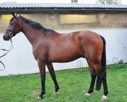 dressage horse Raphael (Mecklenburg, 2009, from Repertoire 4)