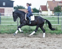 dressage horse Shakespeare 82 (Mecklenburg, 2010, from Sancisco)