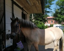 broodmare Ciska (Fjord Horse, 2006, from Inco)