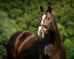 broodmare Clayton Girl (Westphalian, 2003, from Clay)