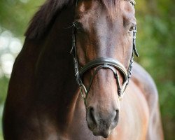 Springpferd Cappuccino HD (Rheinländer, 2003, von Co-Pilot)