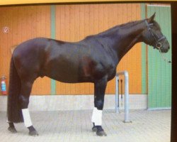 dressage horse Red Zack (Hanoverian, 2001, from Rotspon)