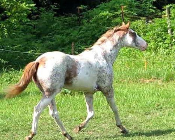 stallion Air to Apache xx (Thoroughbred, 2003, from Airdrie Apache xx)