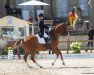 dressage horse Atlantis (Swedish Warmblood, 2005, from Gribaldi)