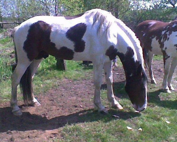 stallion Winnetou (Pinto / Small Riding Horse, 1992, from Samber)