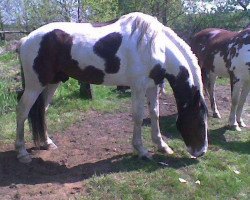 Deckhengst Winnetou (Pinto/Kleines Reitpferd, 1992, von Samber)