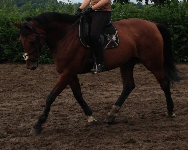 Pferd Lempicka (Hannoveraner, 2003, von Landclassic)