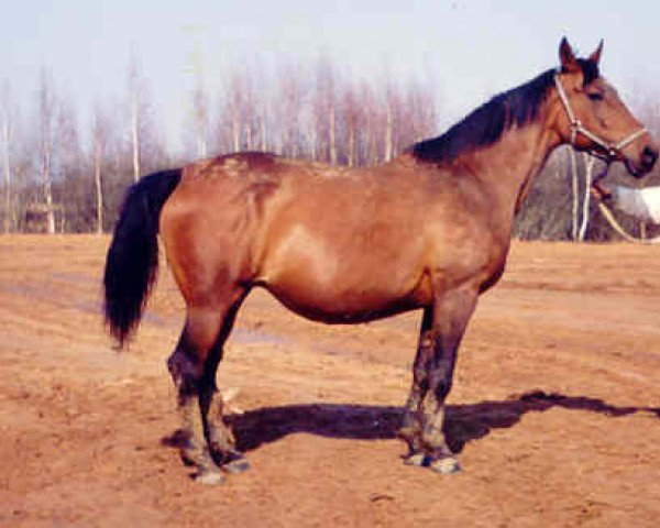 broodmare Belorutschka (Russian Trakehner, 1984, from Kapitolij 1976 ox)