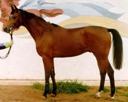 stallion Hochtan (Russian Trakehner, 1997, from Choreograph)