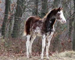 broodmare Air Brushed Lass xx (Thoroughbred, 2009, from Air to Apache xx)